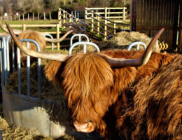 Cow