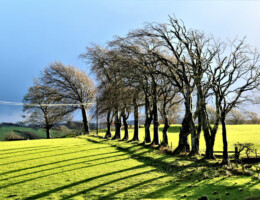 Tress