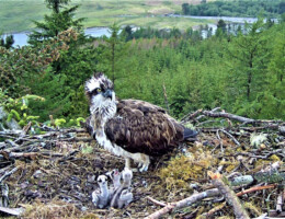 Ospreys