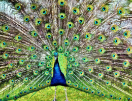 Peacock