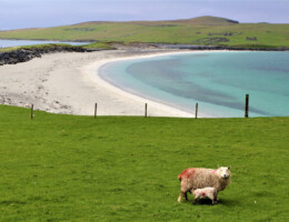 Sheep